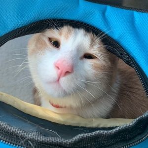 Meet your Posher, Cassandra